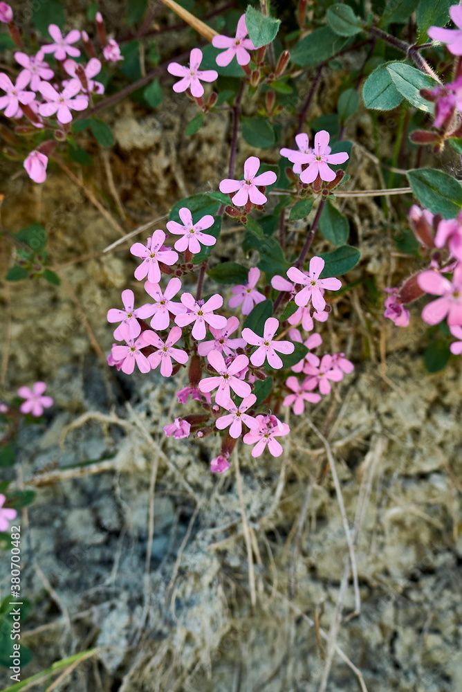 Obraz premium Saponaria ocymoides