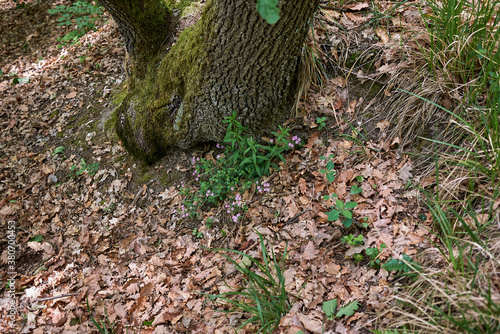 Saponaria ocymoides photo