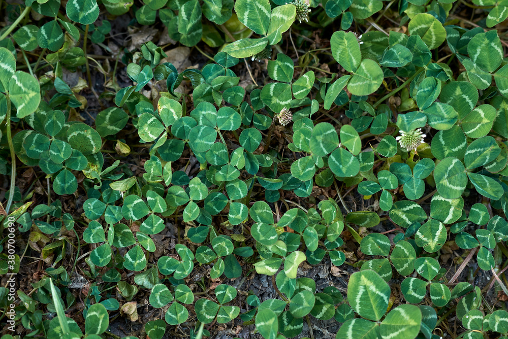 Trifolium repens Trifolium repens