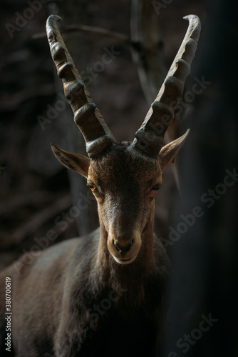 Ibex goat photo