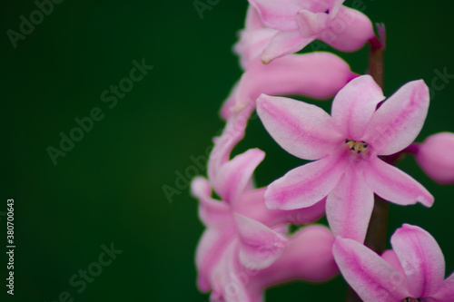 close up of pink flower