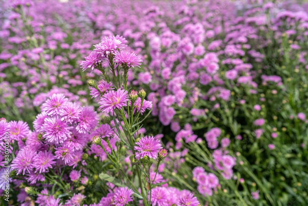 Beautiful blossom Violet Margaret Flower field in summer. Use for background. Beautiful blossom Violet Margaret Flower field in summer. Use for background.