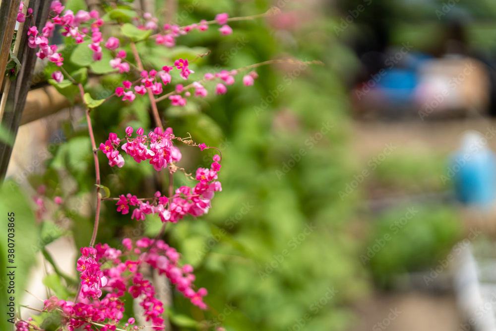 Obraz premium Growing Antigonon leptopus flower at wooden fence.