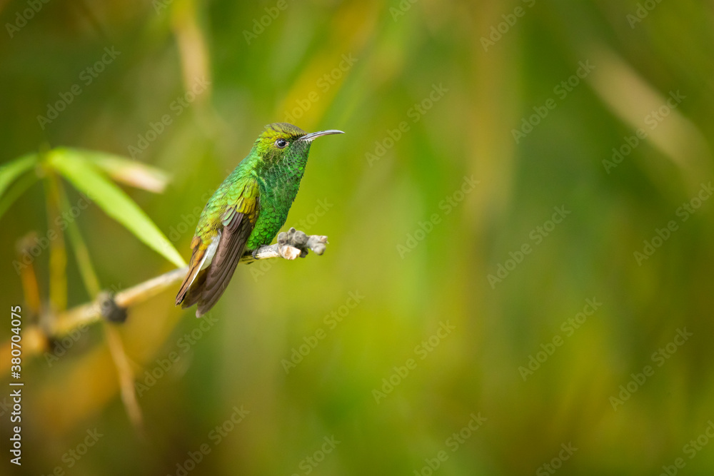 The coppery-headed emerald (Microchera cupreiceps) is a small hummingbird endemic to Costa Rica. It measures a mere 3 in (7.6 cm) in length, and weighs only 3 g 