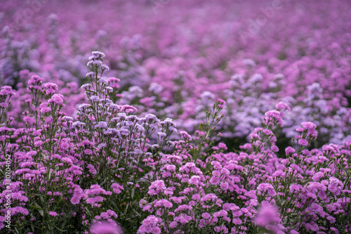 Beautiful blossom Violet Margaret Flower field in summer. Use for background.