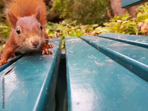 Red squirrel or Eurasian red squirrel asks for food  (Sciurus vulgaris) Sciuridae family. Hanover, Germany photo