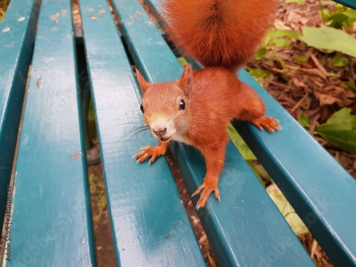 Red squirrel or Eurasian red squirrel asks for food  (Sciurus vulgaris) Sciuridae family. Hanover, Germany photo