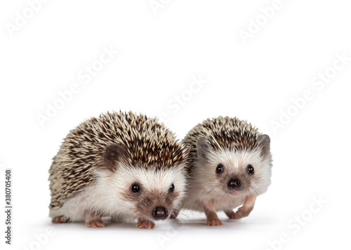 Cute baby and adult African pygme hedgehogs, standing facing front. Looking straight to camera. Isolated on a white background.