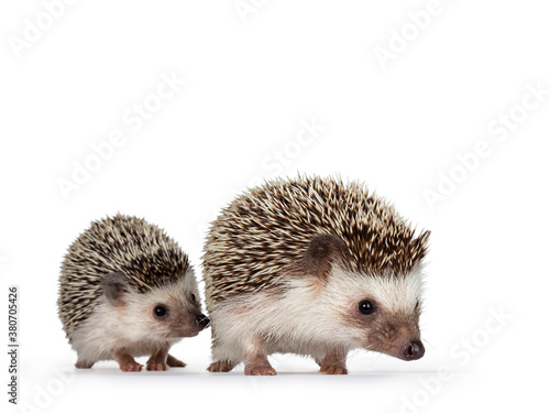 Cute baby and adult African pygme hedgehogs, walking behind each other. Looking straight ahead. Isolated on a white background.