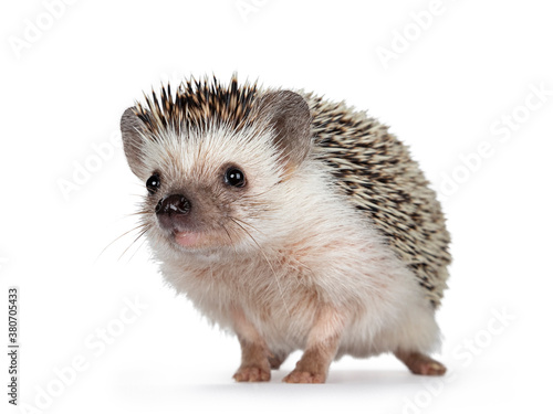 Cute adult African pygme hedgehog, standing facing front. Looking straight to camera. Isolated on a white background.