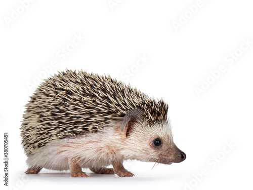 Cute adult African pygme hedgehog, standing side ways. Looking straight ahead with nose down. Isolated on a white background.