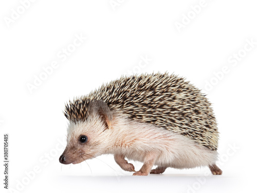 Cute adult African pygme hedgehog, walking side ways. Looking straight ahead. Isolated on a white background.
