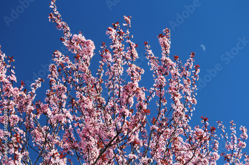 Pink blossoming trees in April in Russia	