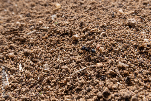 Ant working out of the anthill.