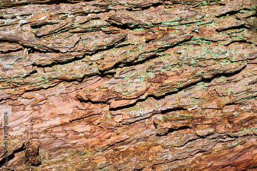 Surface of old tree bark, embossed texture