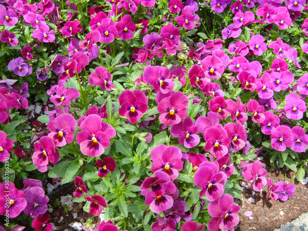 Beautifully blooming flowers such as tulips in Long Island City, Mie Prefecture Beautifully blooming flowers such as tulips in Long Island City, Mie Prefecture