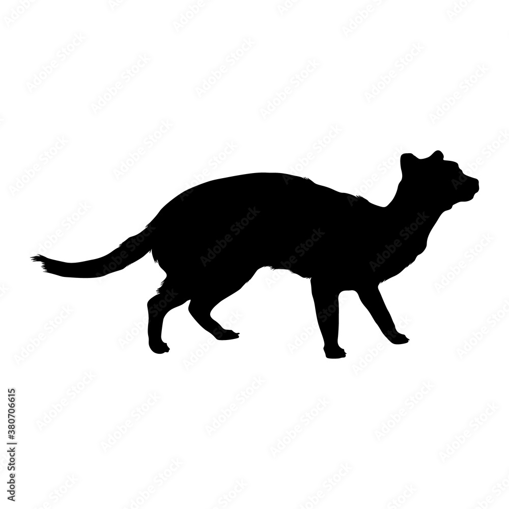 Walking Malayan Civet (Viverra Tangalunga) On a Side View Silhouette Found In Map Of Asia. Good To Use For Element Print Book, Animal Book and Animal Content