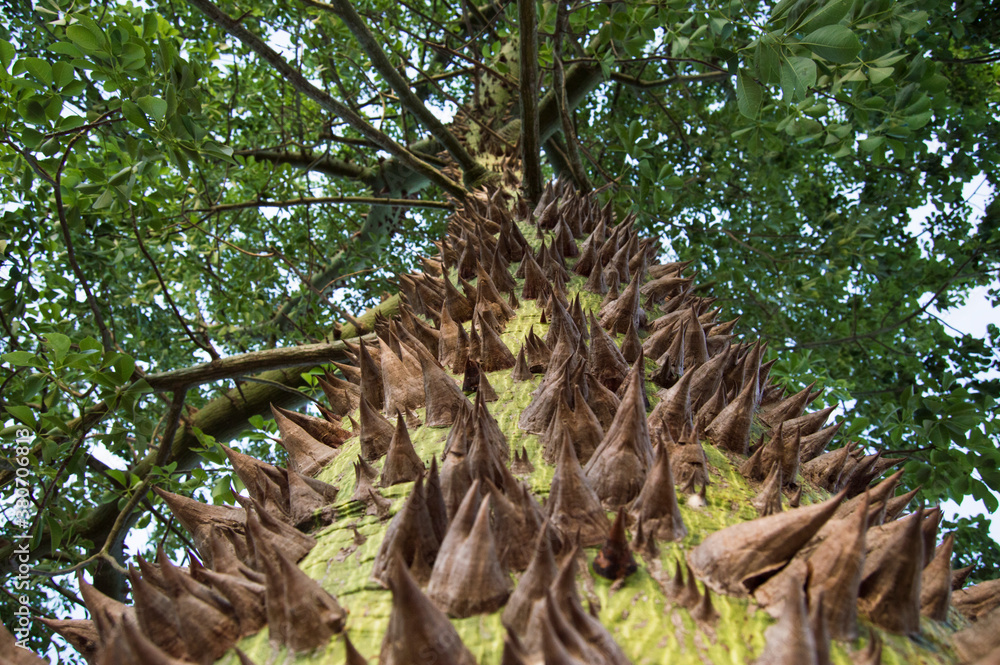 Fototapeta Spiky tree trunk showing off its thorns, low angle view