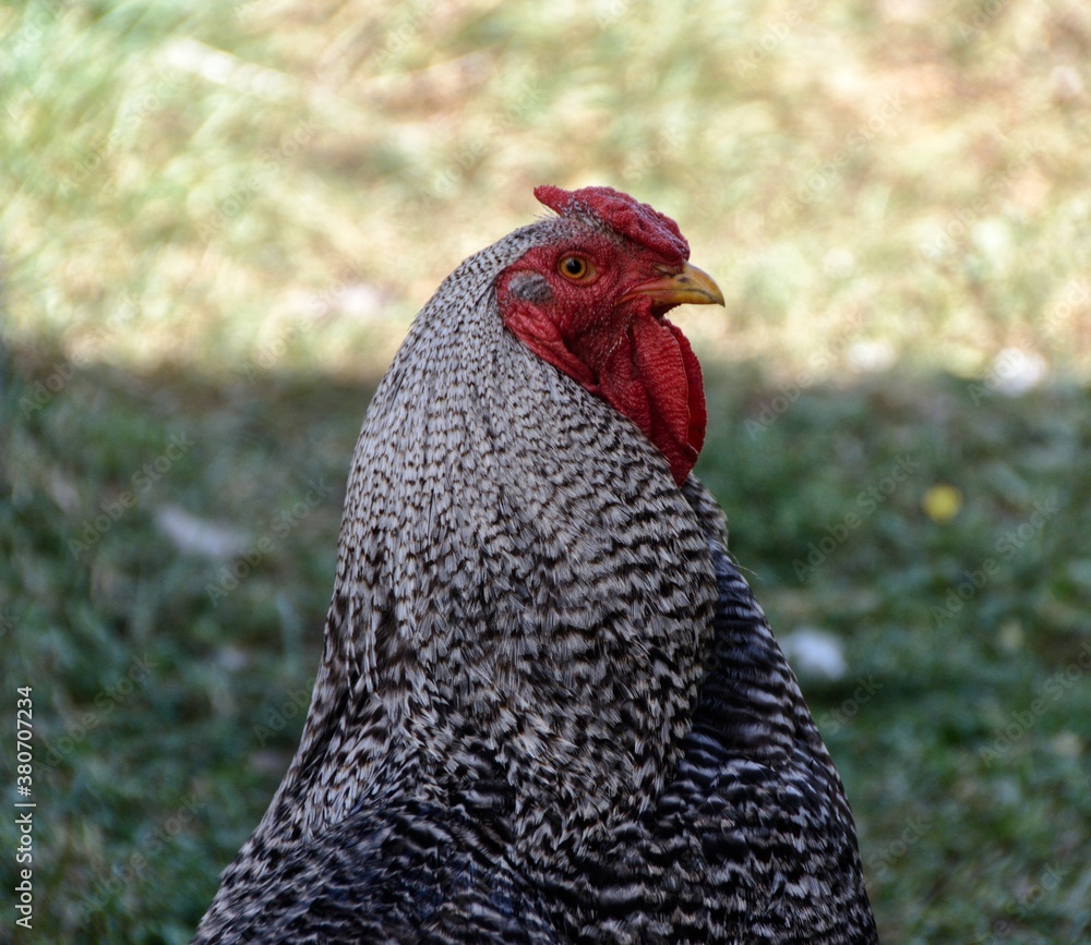 Photography of a domestic beautiful white rooster on a farm on a sunny day
