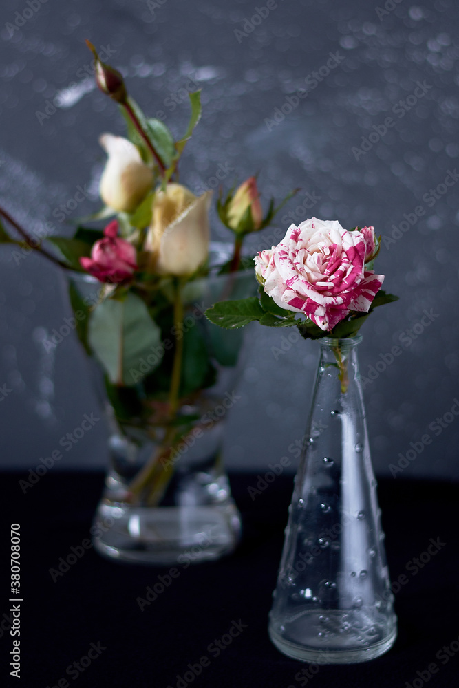 background, beauty, black, bloom, bright, close-up, color, dark, decoration, design, floral, flower, fresh, holiday, petal, plant, red, romantic, rose, spring, summer, transparent, vase background, beauty, black, bloom, bright, close-up, color, dark, decoration, design, floral, flower, fresh, holiday, petal, plant, red, romantic, rose, spring, summer, transparent, vase