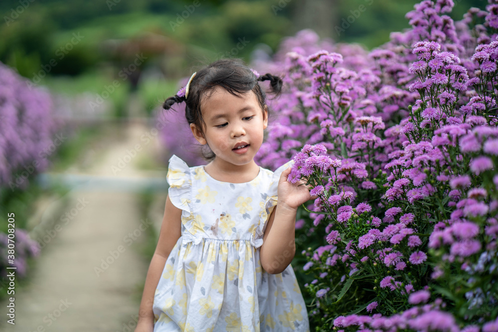 Cute little girl walking at Beautiful blossom Violet Margaret Flower field. Cute little girl walking at Beautiful blossom Violet Margaret Flower field.