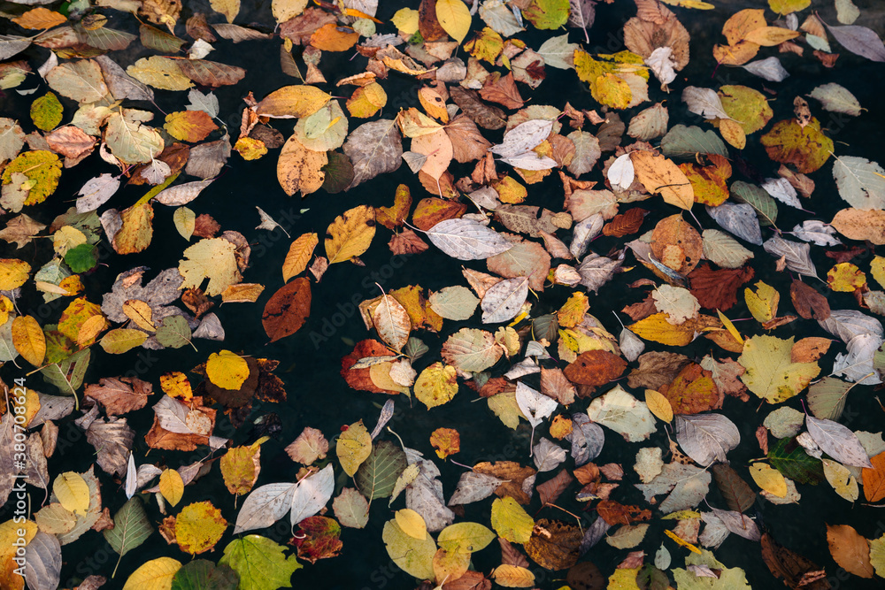 Autumn leaves floating Autumn leaves floating