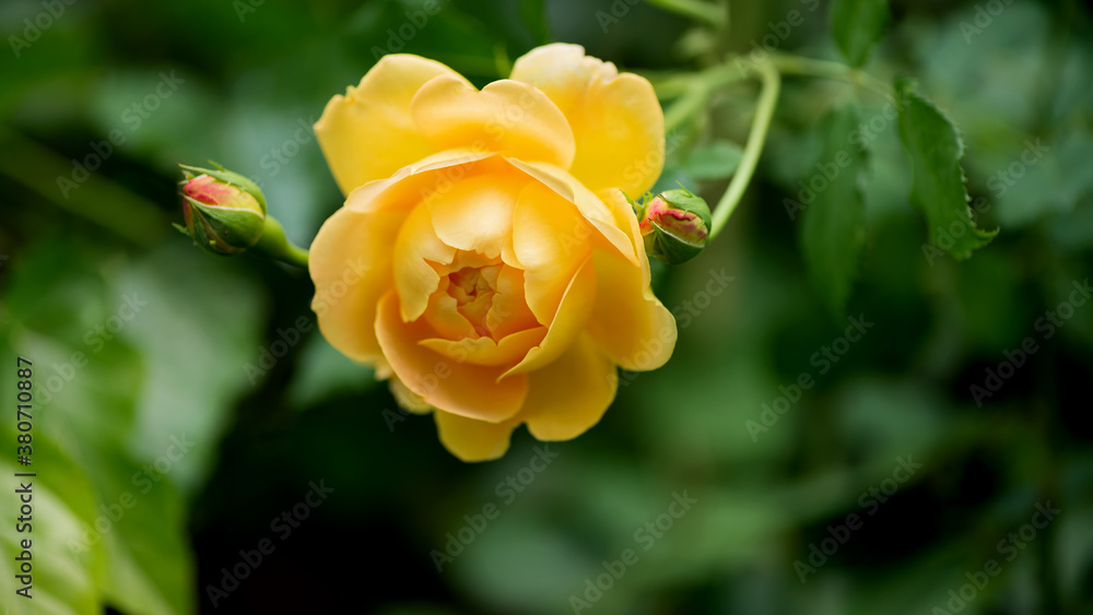 Close-Up Of Yellow Rose Blooming In Autumn Garden Close-Up Of Yellow Rose Blooming In Autumn Garden