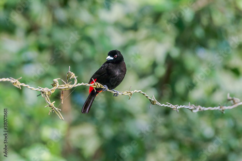 Passerinis Tanager (Ramphocelus passerinii) male in tropical forest of Papaturro River area, Nicaragua photo