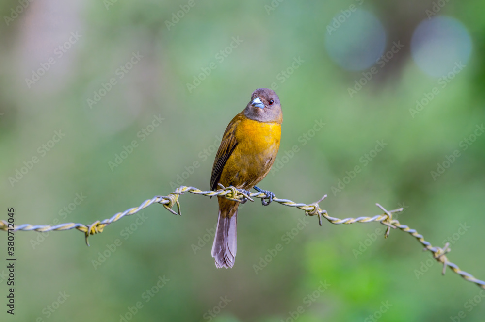 Passerinis Tanager (Ramphocelus passerinii) female in tropical forest of Papaturro River area, Nicaragua Passerinis Tanager (Ramphocelus passerinii) female in tropical forest of Papaturro River area, Nicaragua