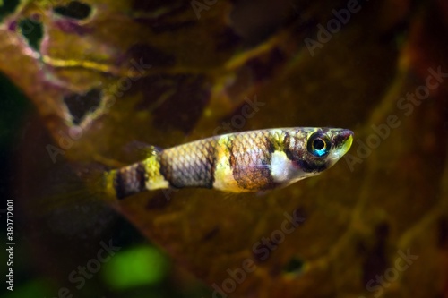 clown killi or banded panchax, healthy adult female in bright coloration, freshwater ornamental fish in planted nature aquarium, macro image, copy space dark background photo