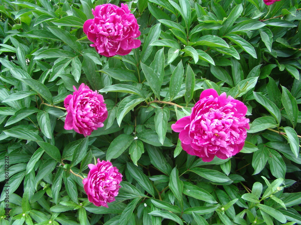 Obraz premium pink flowers