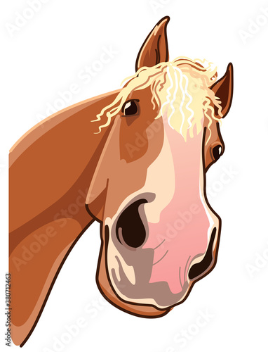 Head of curious horse looking at you. Horse vector illustration. Equine head.
