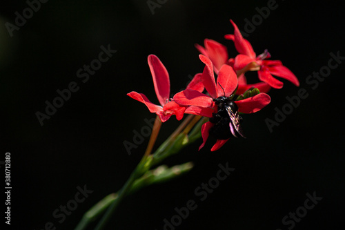 abejorro posando sobre flores rojas en fondo negro