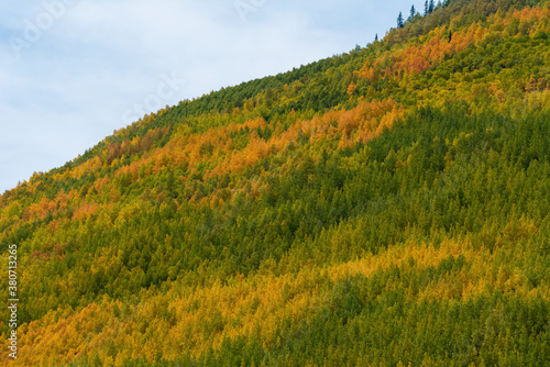 Aspen trees in fall in the mountains of Colorado 