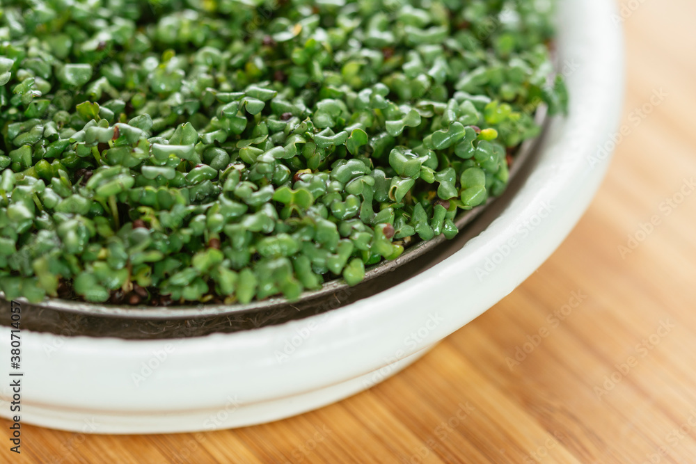 Mustard sprouts