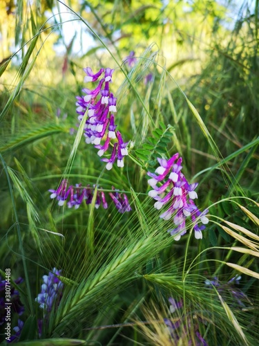 Flor violeta silvestre en primavera