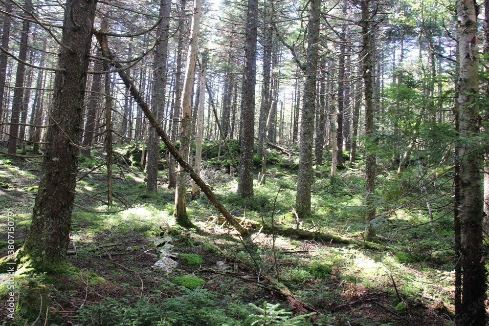The Appalachian Trail winding through the Maine Wilderness