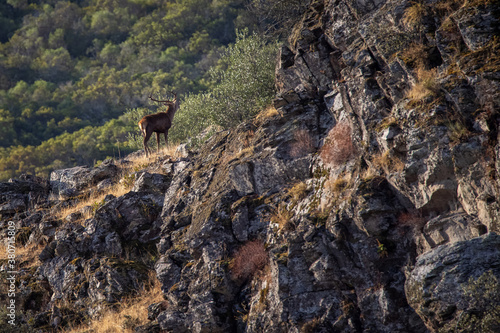 Tableau sur toile Deer in the Monfrague National Park. Extremadura. Spain.