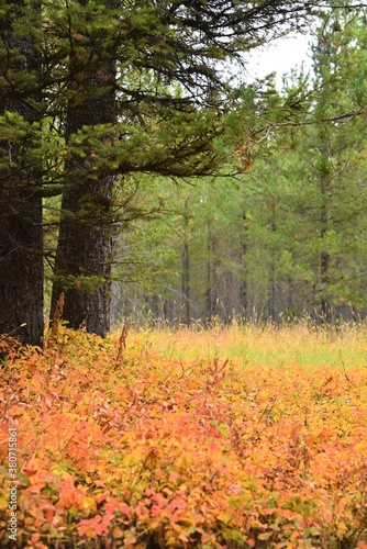 fall morning, fall colors, pine tress, fall day