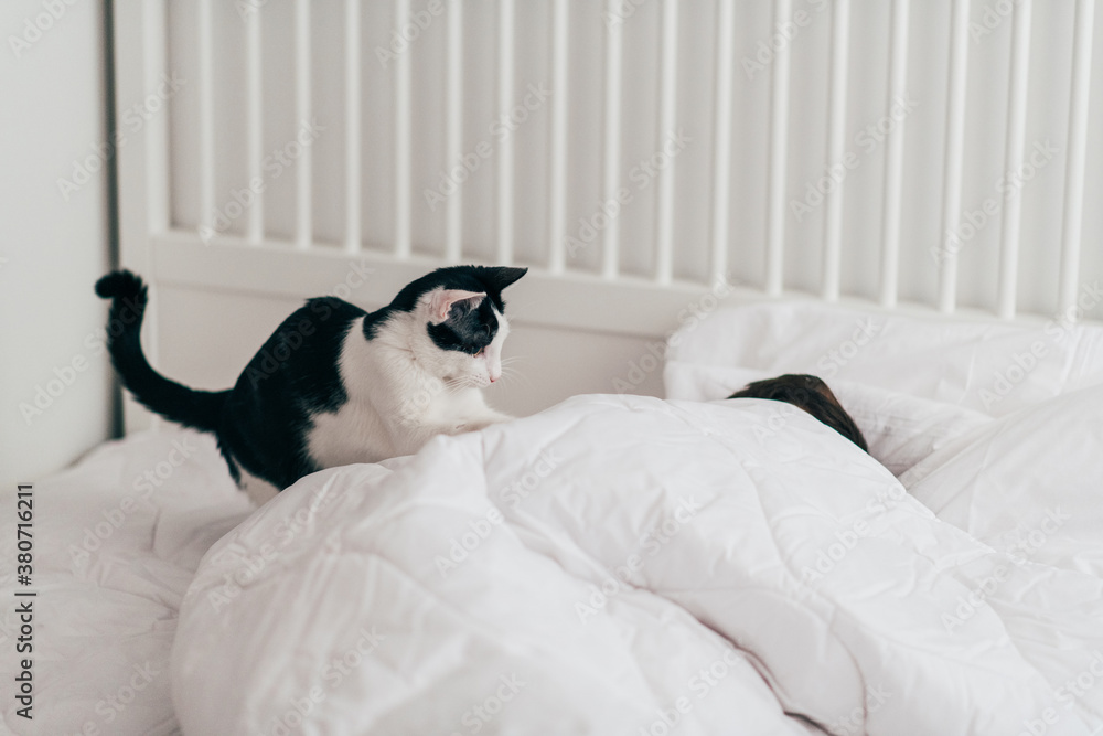 Cat waking their owner in the morning Cat waking their owner in the morning
