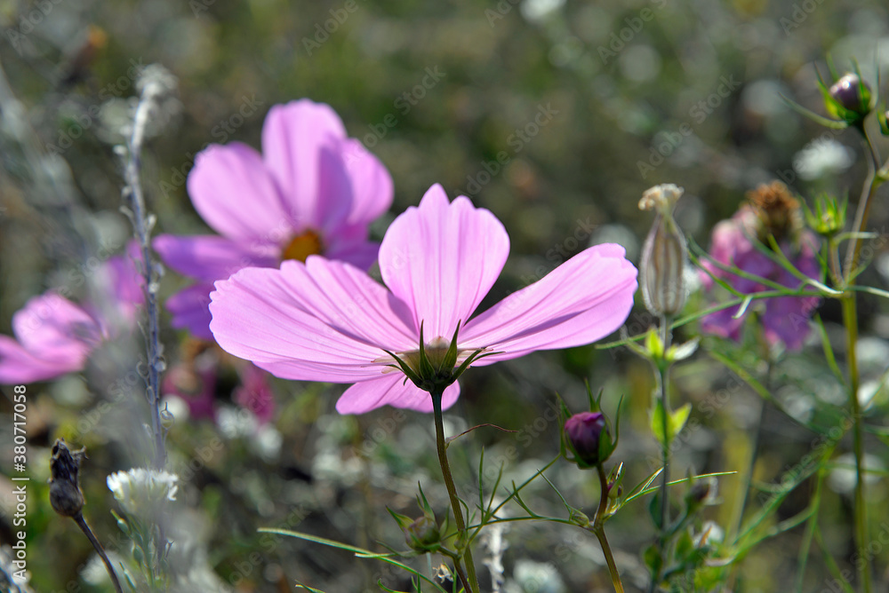 Fototapeta premium September 2020 a multicolored flowering plant called the double-pinnate cosmos common in flower meadows in the city of Białystok in Podlasie in Poland