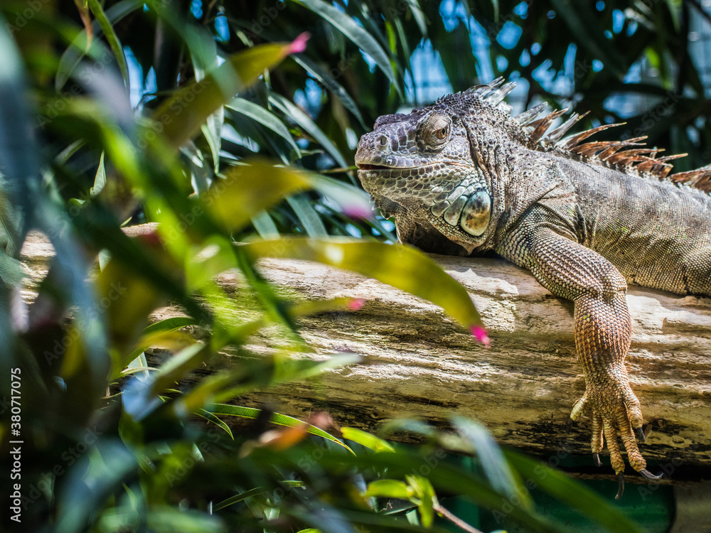 Varan, Echse auf einem Baumstamm