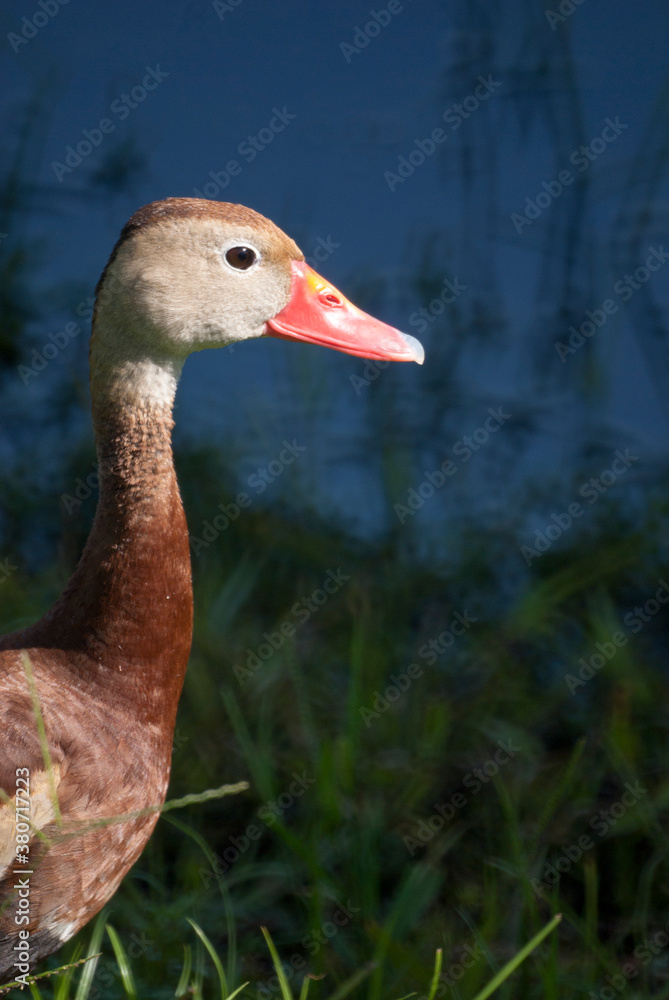 Black Bellied Whistling Ducks in Nature Black Bellied Whistling Ducks in Nature