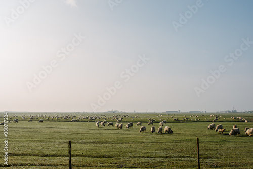 Sheep grazing on a pasture in rural Romania