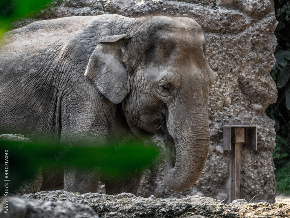 Fototapeta premium Elefant mit Schlamm bedeckt, Tiere Afrika Safari