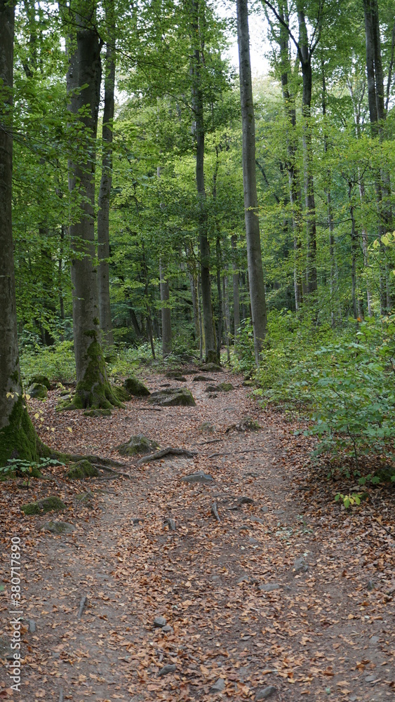 the Path of Crystals from the Lake Katzenbuckel to the observation tower in the Odenwald in the region Baden-Wuerttemberg in Germany, September the Path of Crystals from the Lake Katzenbuckel to the observation tower in the Odenwald in the region Baden-Wuerttemberg in Germany, September