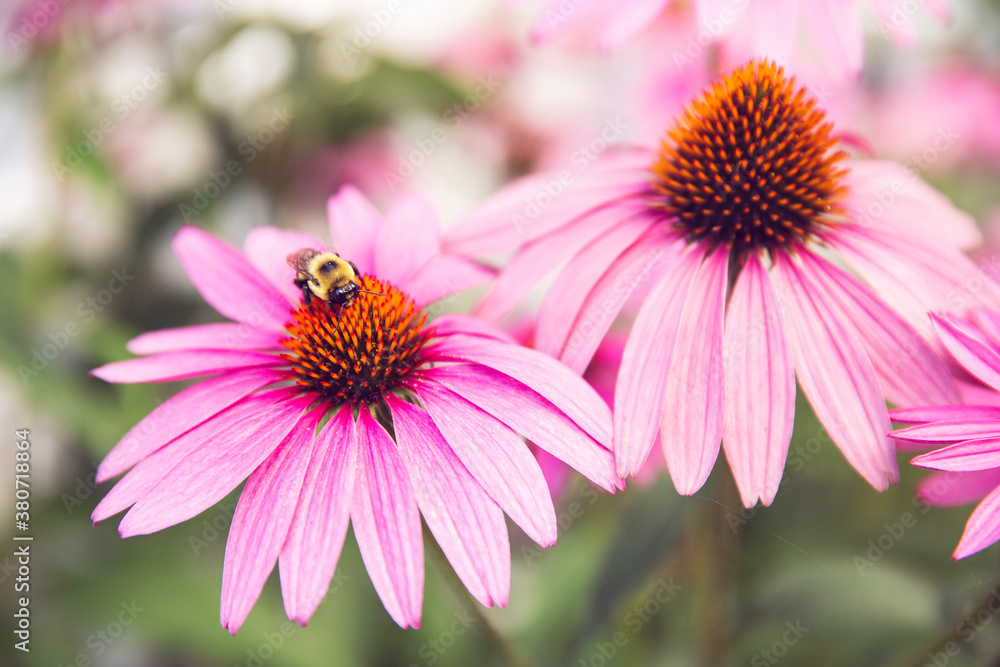 Pretty pink flowers with a bee settled on top collecting pollen Pretty pink flowers with a bee settled on top collecting pollen