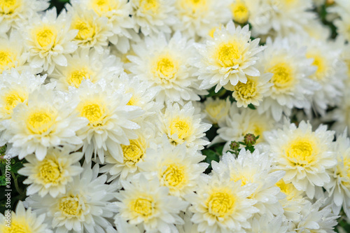 Chrysanthemum white flowers, natural autumn background. © Travel Faery