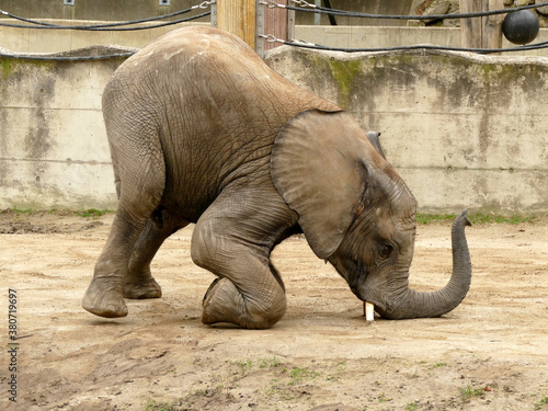 Photography Young African elephant  makes strange exercise