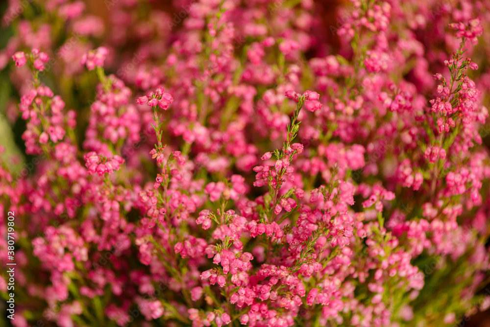 Close up pink heather blooming flowers floral background Close up pink heather blooming flowers floral background